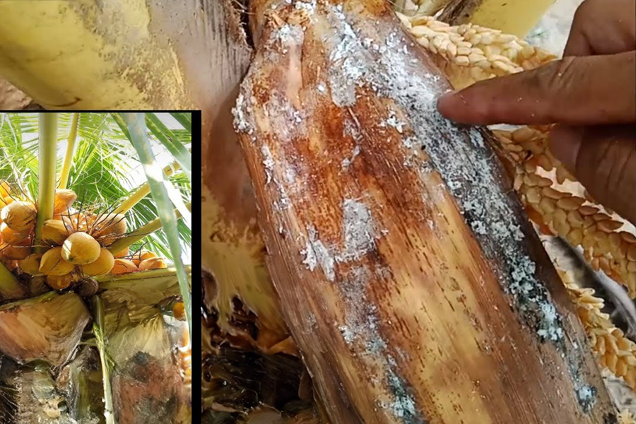 bệnh phấn trắng trên dừa